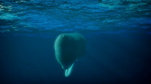 Cachalot swims under water Stock Footage 289727356
