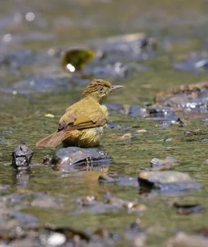 Cachar bulbul bathing in forest stream Stock Photos