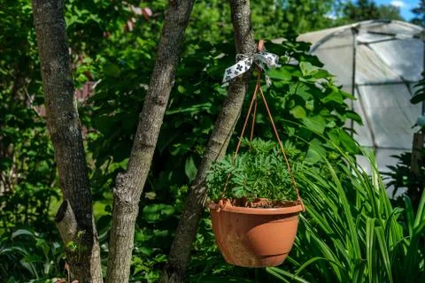 A cache-pot with flowers hanging on a tree. Stock Photos