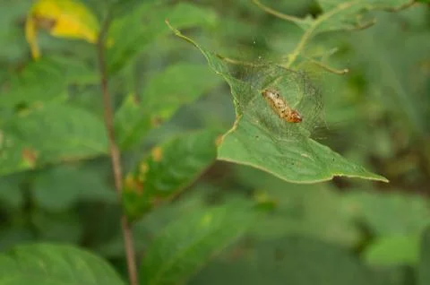 Cached pupa Stock Photos