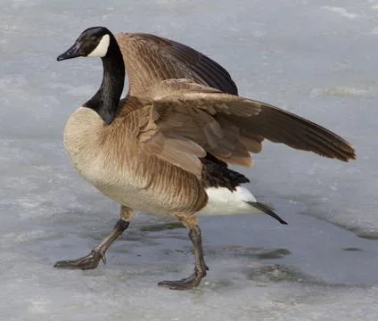 Cackling goose on the ice Stock Photos