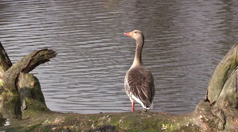 Cackling goose on a pond Stock Footage 36982463