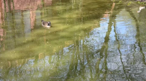 Cackling Goose swimming in a pond Stock Footage 60354733