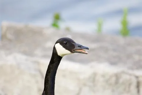 Cackling goose is talking Stock Photos
