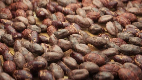 Cacoa beans on table Stock Footage 289329869