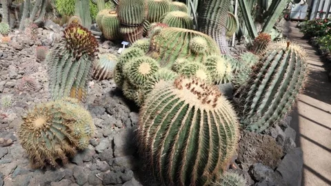 Cactaceae 01 Stock Footage 268502277