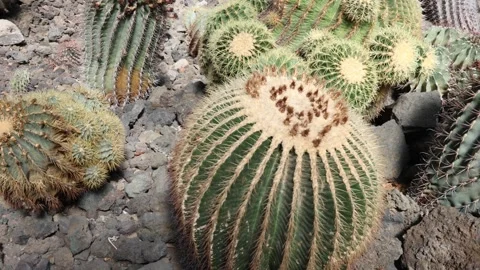 Cactaceae 3 Stock Footage 268502270