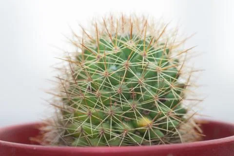 Cactaceae Stock Photos