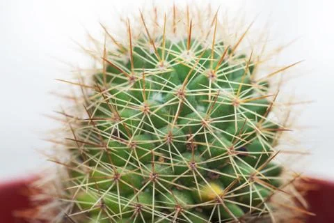 Cactaceae Stock Photos