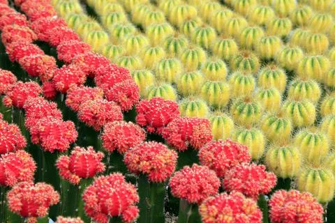 Cactaeous plants Stock Photos