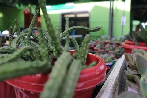 Cacti 3 Stock Photos