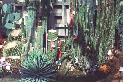 Cacti and agave plants in a botanical garden Stock Photos