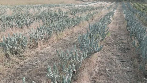 Cacti and cactus Stock Footage 277608843