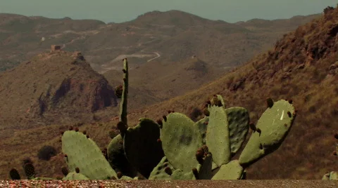 Cacti and mountains Stock Footage 137742