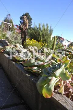 Cacti and statue Stock Photos
