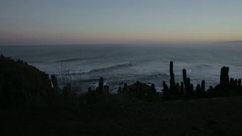 Cacti and waves Stock Footage 77053275