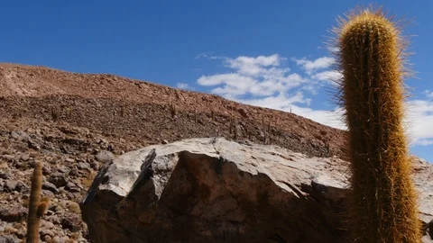 Cacti in the Atacama Desert Stock Footage 107136146