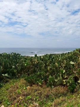 Cacti on the beach Stock Photos