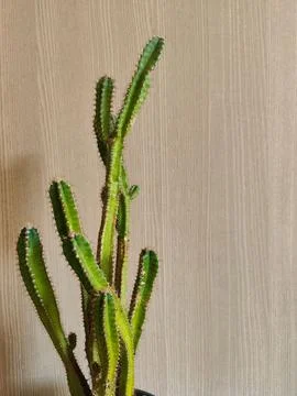 Cacti with a beige background. Stock Photos
