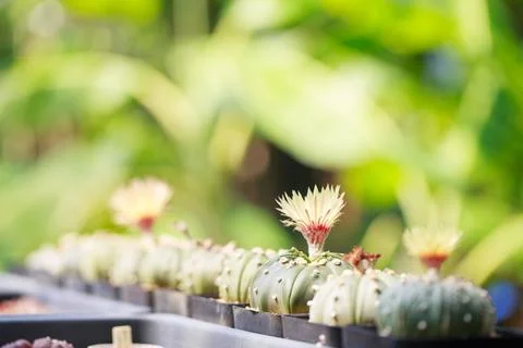 Cacti with blooming flowers in pots create vibrant display against lush green Stock Photos