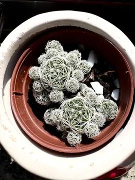 Cacti in ceramic pots Fotos de archivo