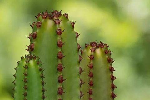Cacti - Composing against green background Stock Photos