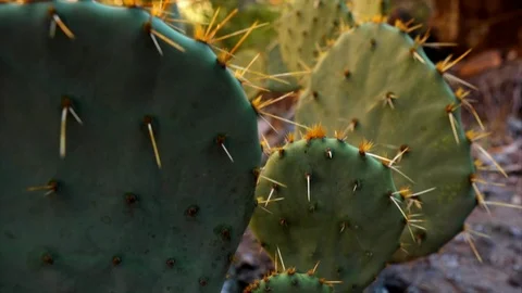 Cacti in a desert environment. Stock Footage 88368987
