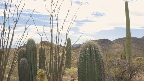Cacti in the Desert Stock Footage 81002058