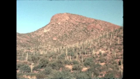 Cacti in Desert Video stock 276290442