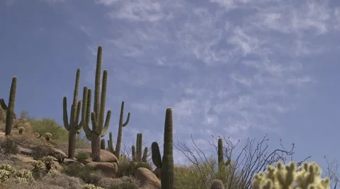 Cacti On a Desert Hill Stock Footage 49774684