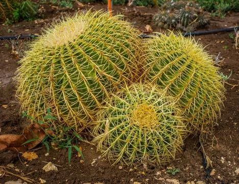 Cacti in the desert Stock Photos