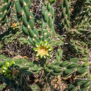 Cacti in the desert Stock Photos