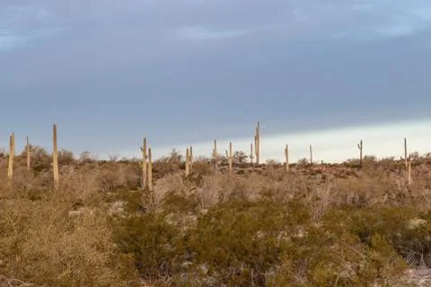 Cacti in the Desert Stock Photos