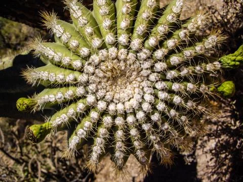 Cacti details Foto stock