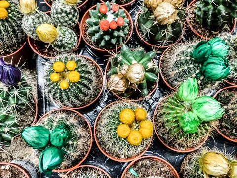 Cacti of different colors - close up 库存照片