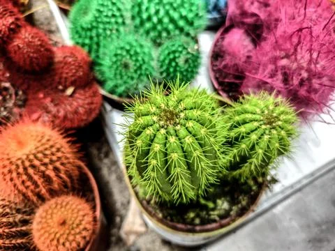 Cacti of different colors - close up Stockfoto's