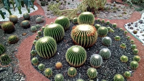 Cacti of different shapes - nature Stock Footage 159607087