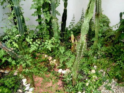 Cacti of different shapes - nature Stock Photos