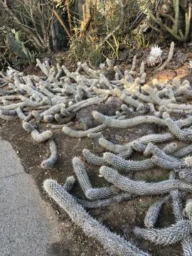 Cacti Display Creates an Intriguing Landscape in the Desert Garden Foto stock