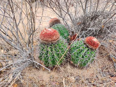 Cacti in Dry Environments Stock Photos