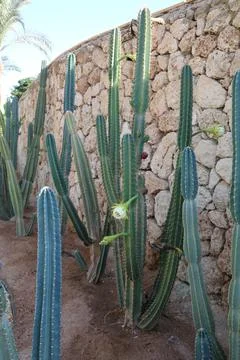Cacti in Egypt Stock Photos