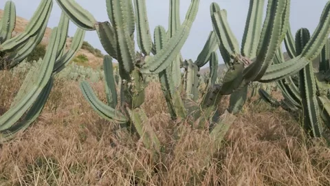 Cacti field Stock Footage 277608774