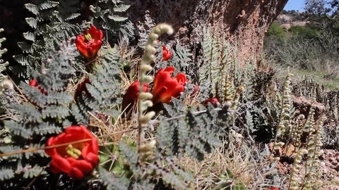 Cacti Flowers at Enchanted Rock Stock Footage 99116802