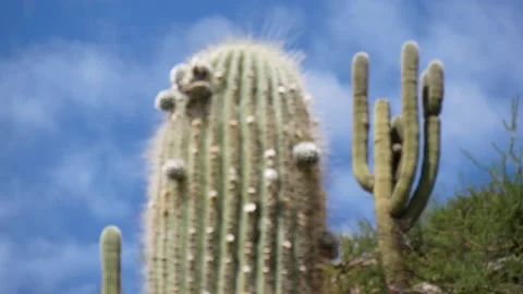 Cacti In The Foreground And Background With Blue Sky, Changing Focus Stock Footage 168015428
