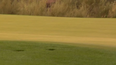 Cacti on golf course green grass desert Stock Footage 125277992