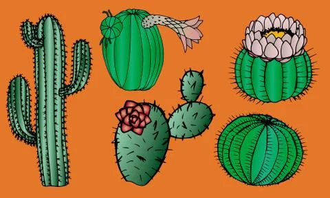 Cacti graphic Isolated vector set. Cactus Collection Stock Illustration