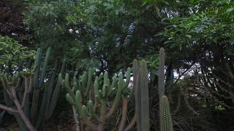 Cacti Growing in a Park in Cuenca Video stock 62184463