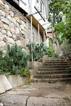 Cacti at home. Photos