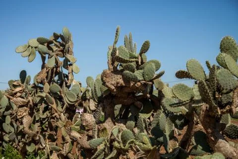 Cacti in the Moroccan desert Stock Photos