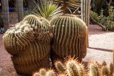 Cacti in the Moroccan desert Stock Photos